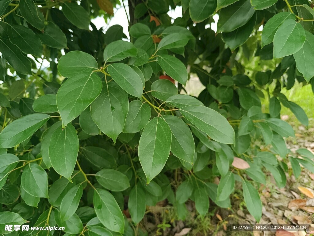 綠葉叢中綻放的白色小花