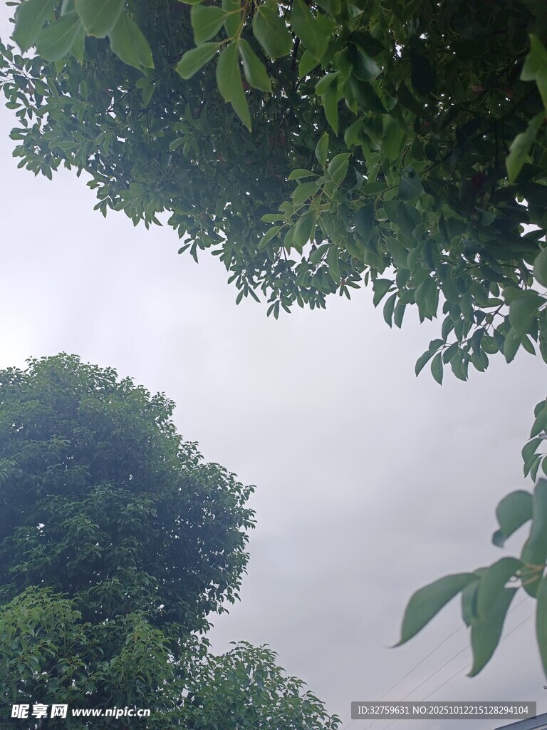 仰視綠樹與天空景色