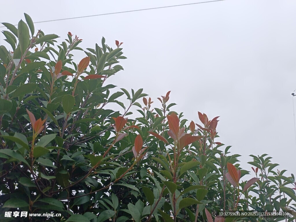 綠葉紅梢的繁茂植物
