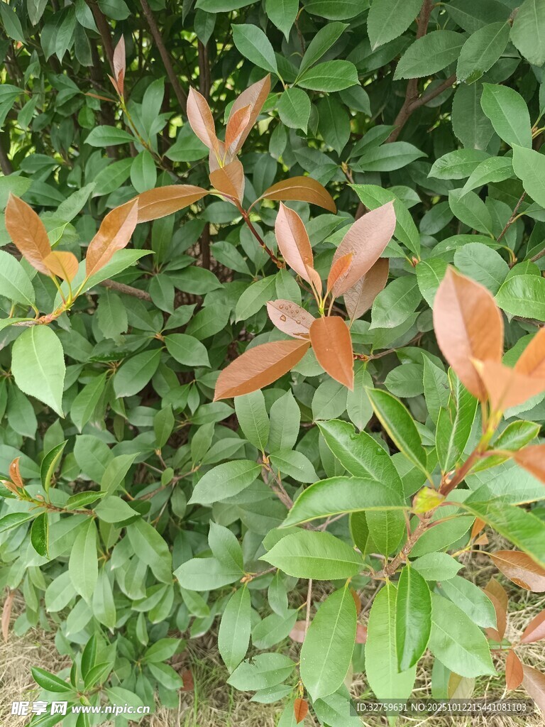 紅葉綠葉交織的植物景觀