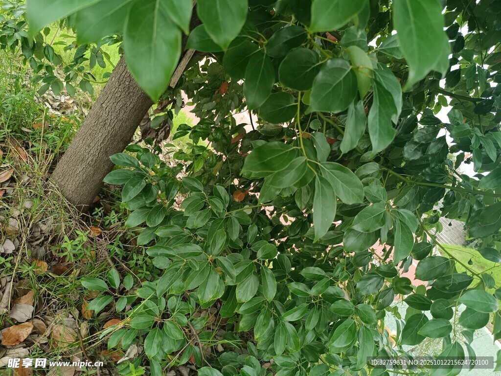 樹下繁茂綠植與花朵