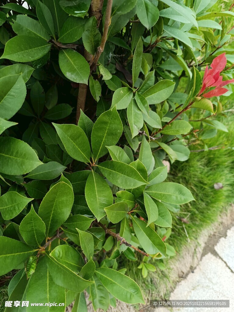 綠葉叢中一抹紅