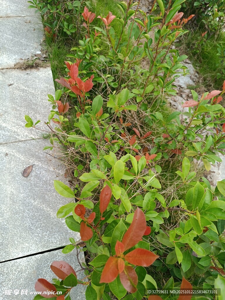 路邊鮮艷的紅綠相間植物