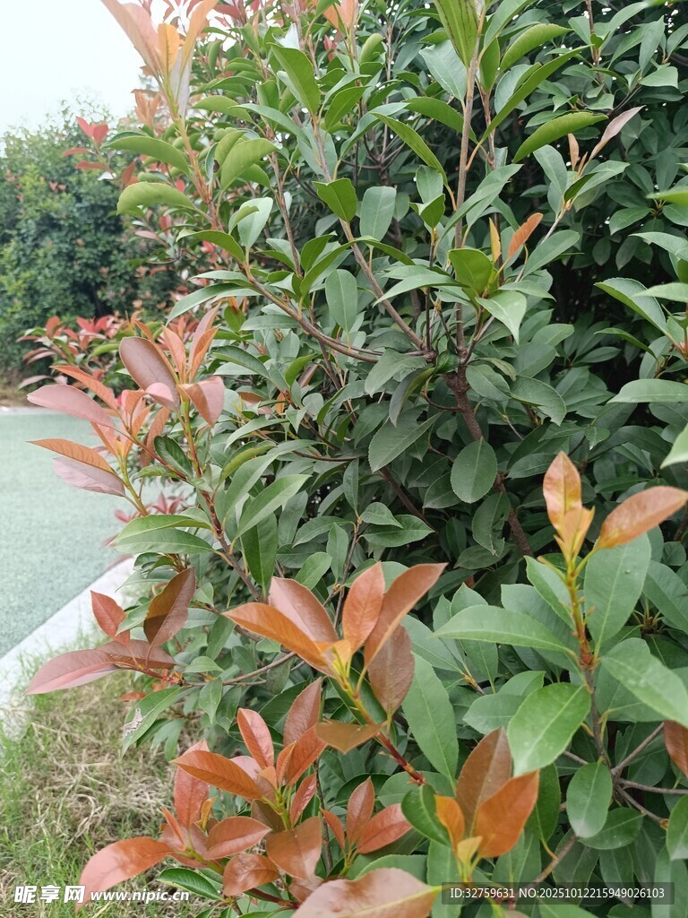 色彩斑斕的綠植景觀