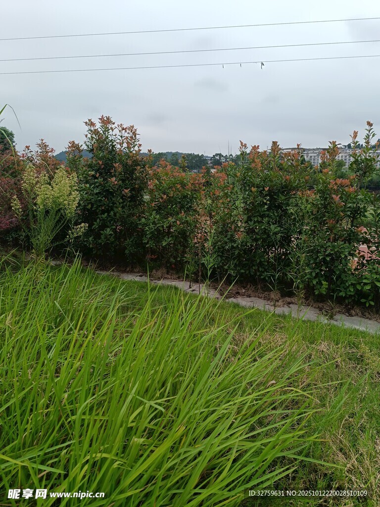 田野邊的蔥郁綠草與植被
