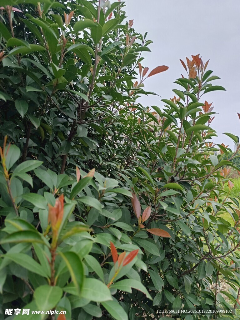 綠葉紅梢的繁茂植物