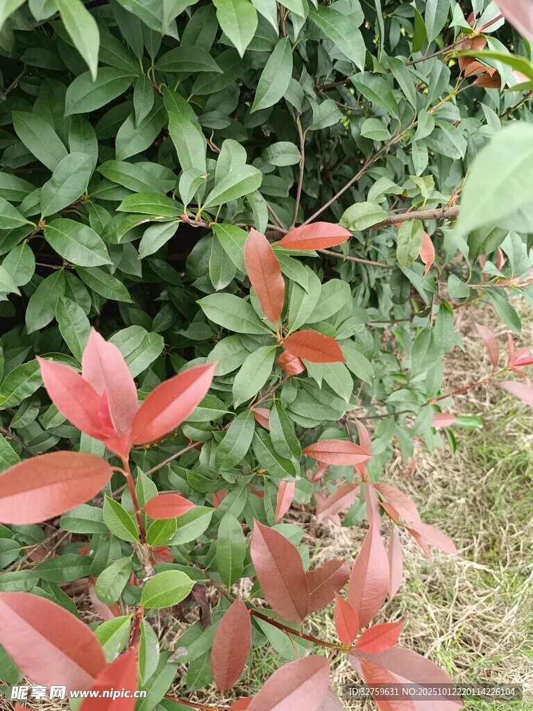 紅葉綠植相映成趣