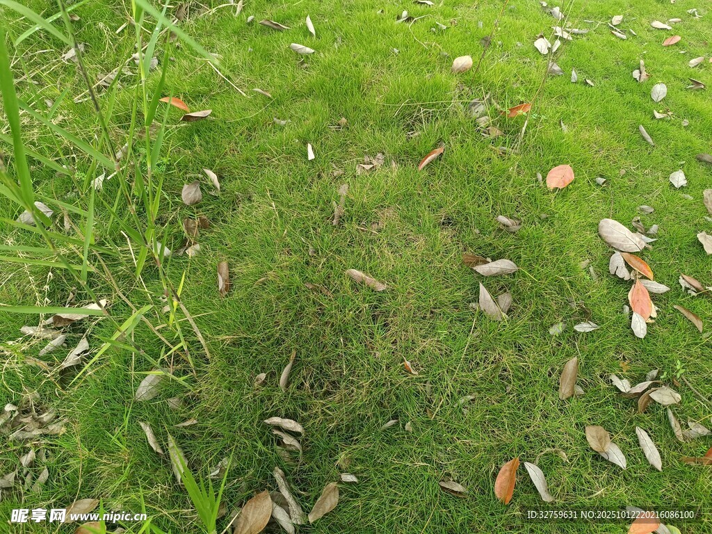 翠綠草地散落枯葉
