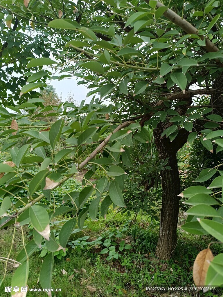 繁茂綠樹展現(xiàn)自然生機