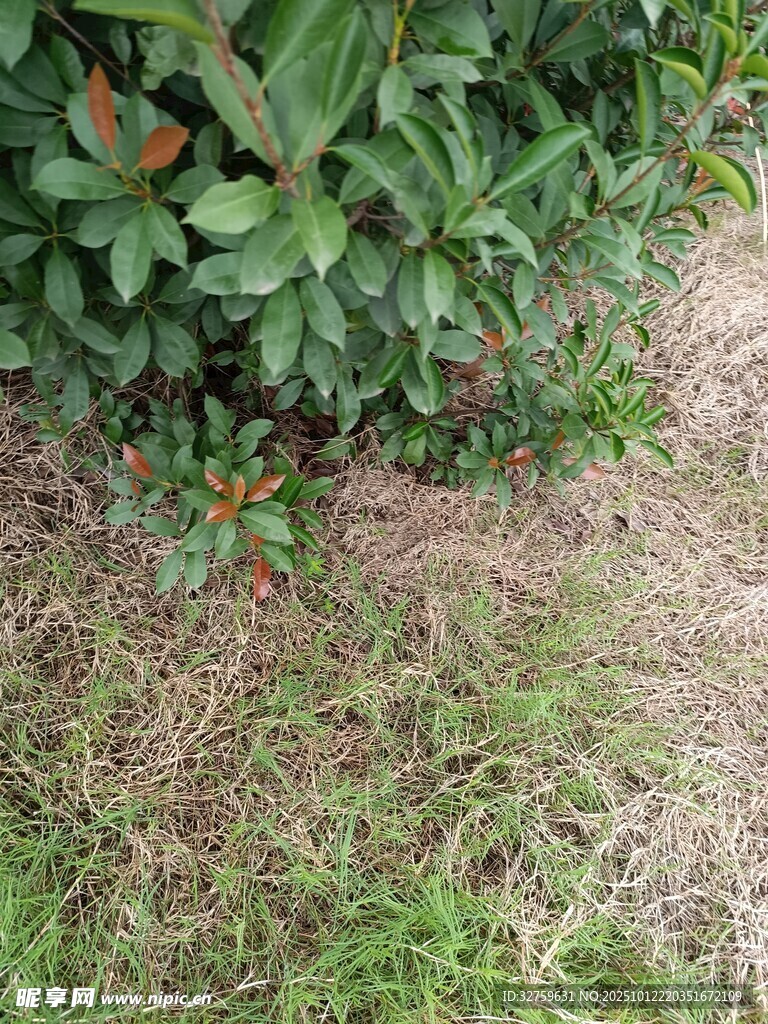 草叢中的綠植與花朵