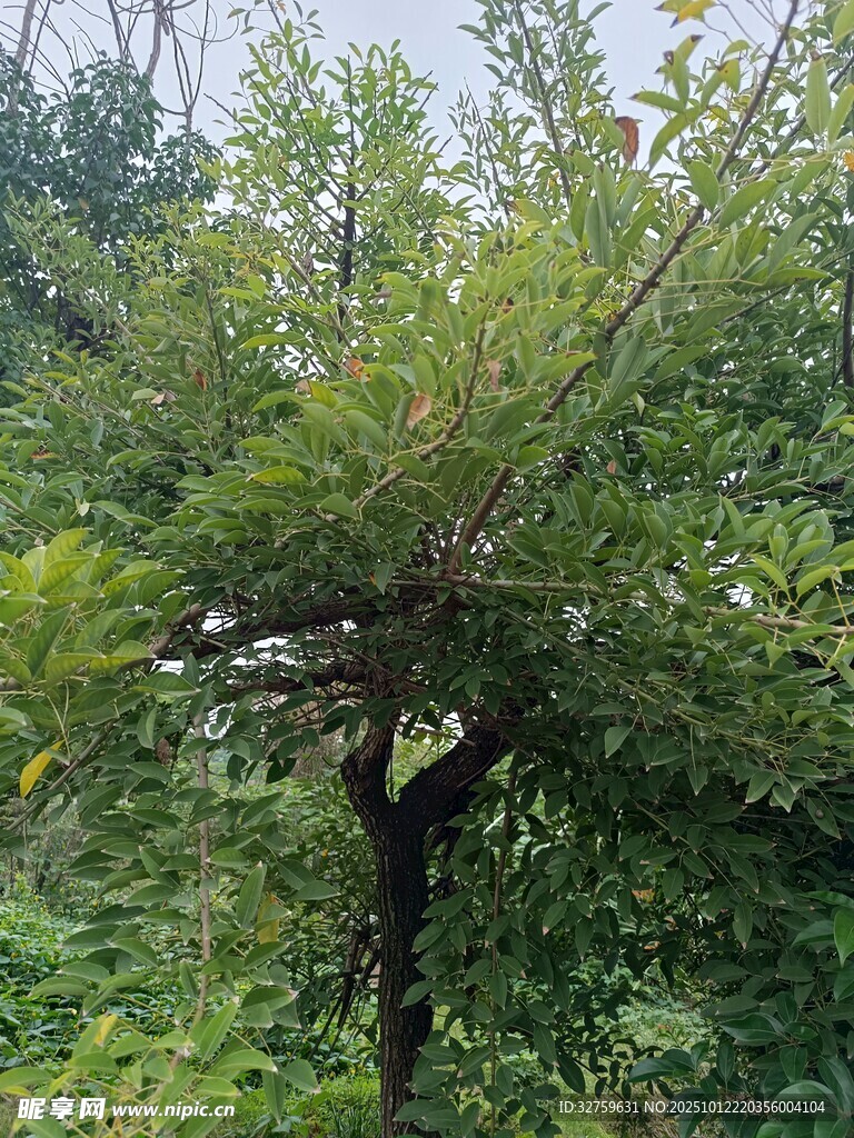 野外生長(zhǎng)的繁茂樹(shù)木
