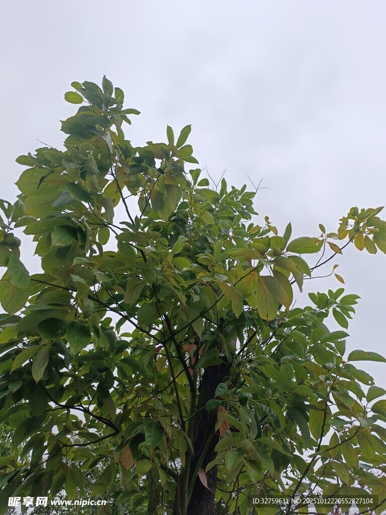 綠葉繁茂的高大樹(shù)木