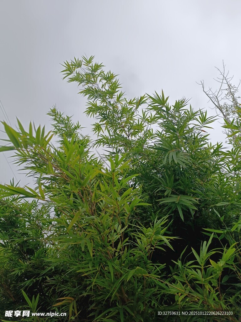 翠綠竹林