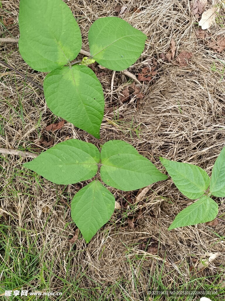 地面上的嫩綠植物