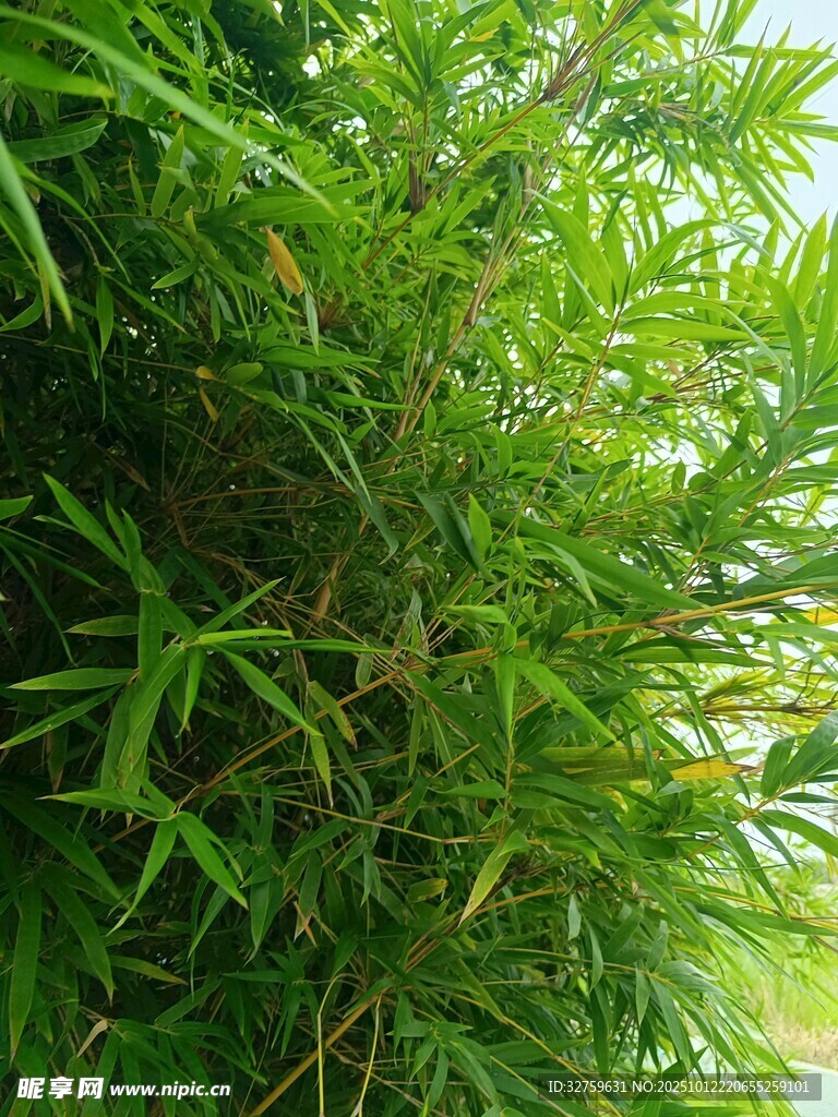 翠綠繁茂的竹葉特寫