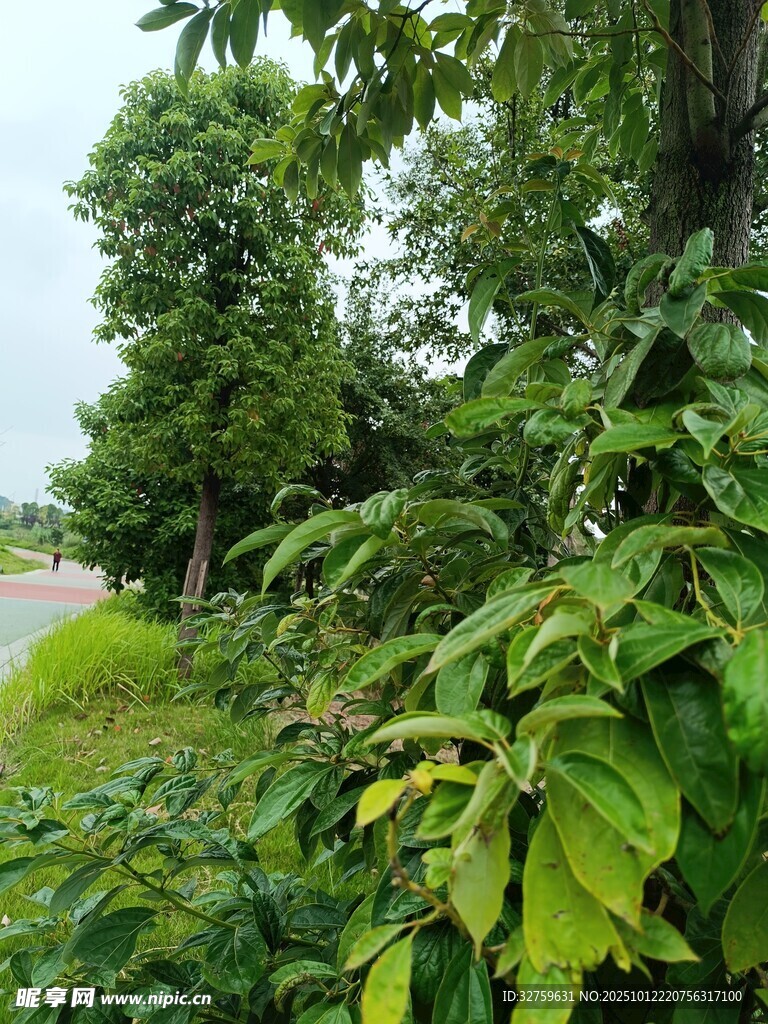 繁茂綠樹成蔭的路邊風(fēng)景