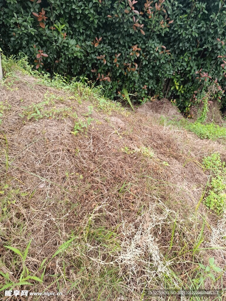 山坡上的草地與綠植