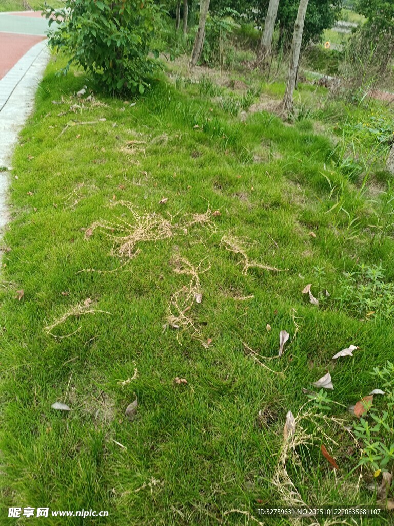 路邊翠綠草地與零星雜物