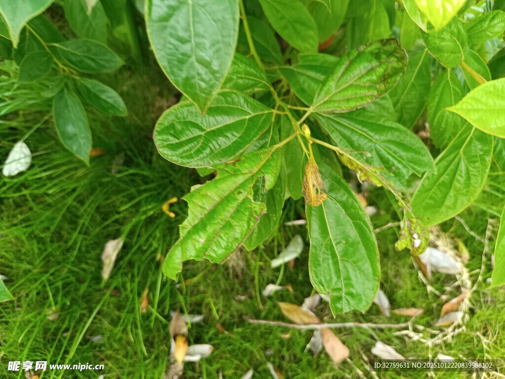綠葉間的多彩昆蟲世界