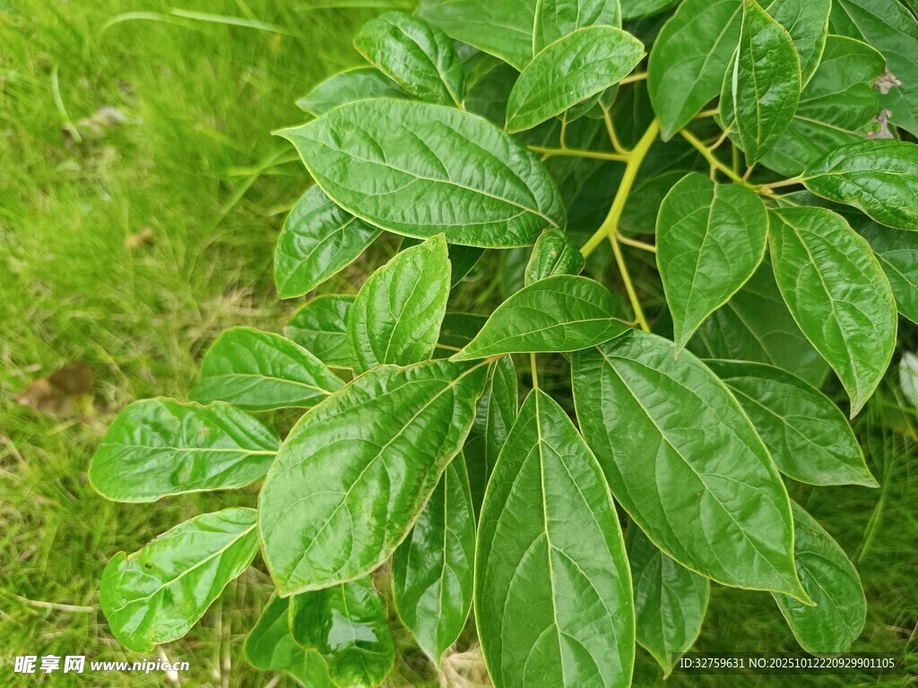 綠葉繁茂的植物特寫