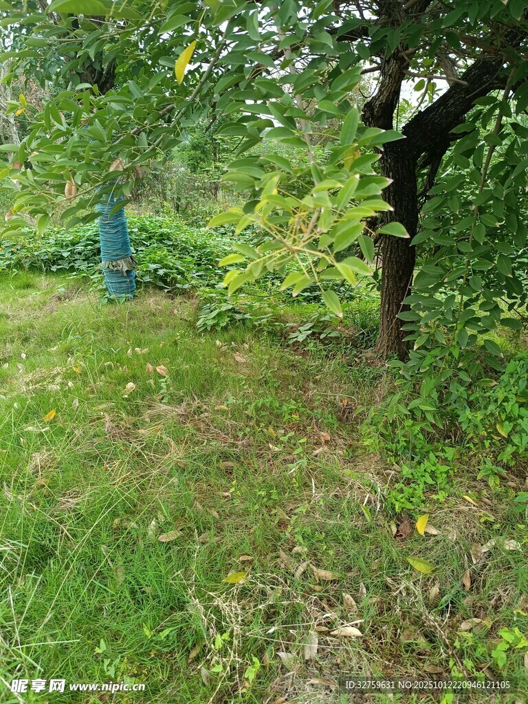 林間草地綠意盎然景象