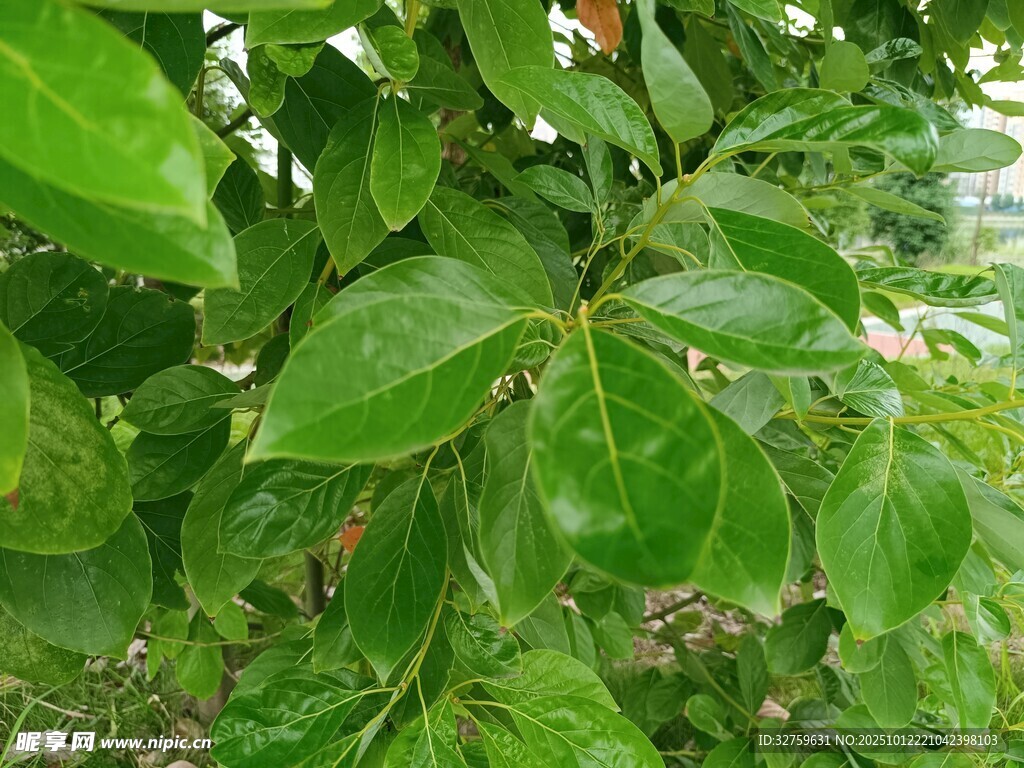 翠綠繁茂的樹(shù)葉特寫(xiě)