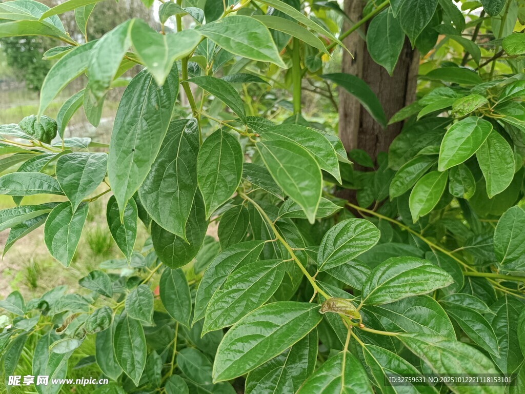 綠葉繁茂的植物景象