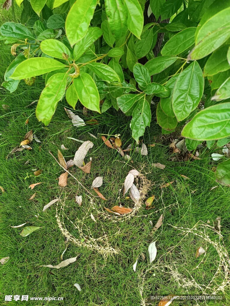 草叢中的白色物體