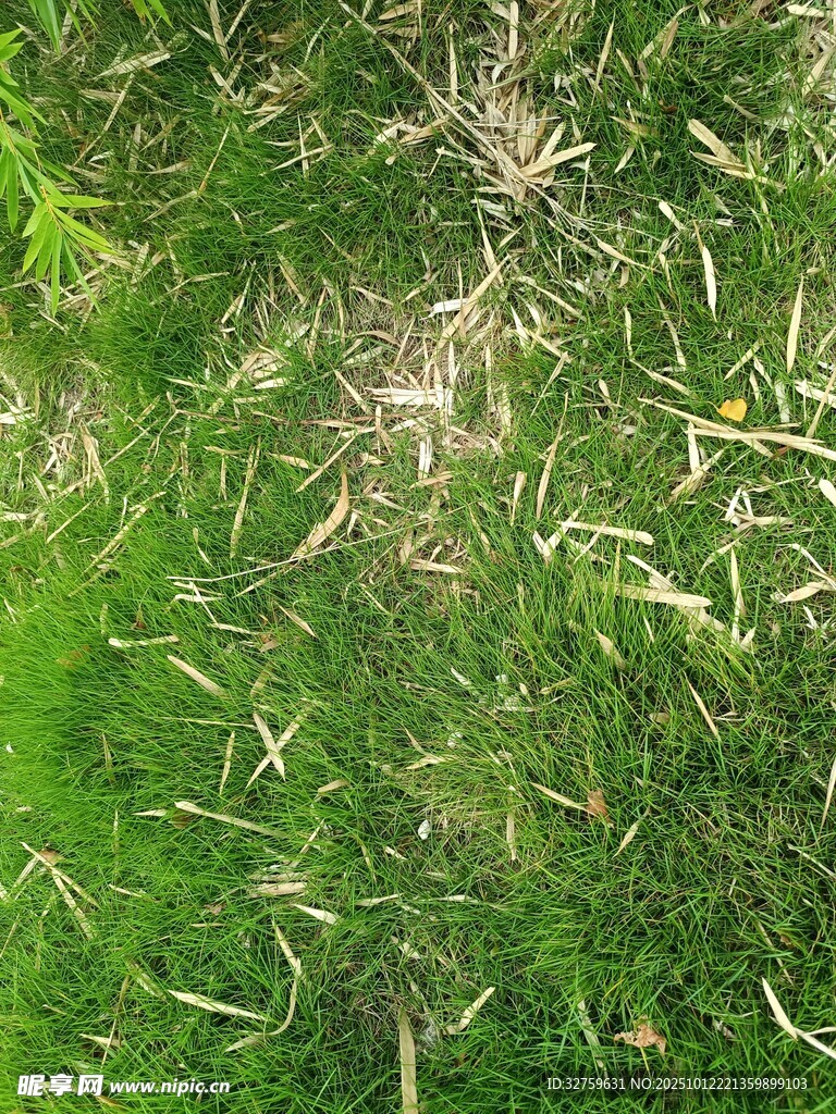 翠綠草叢中的紛飛昆蟲