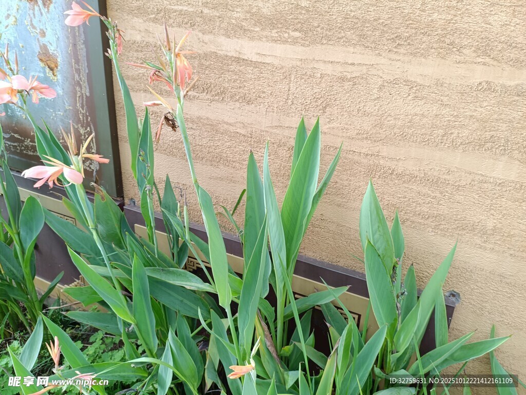 墻邊綠植生機(jī)盎然