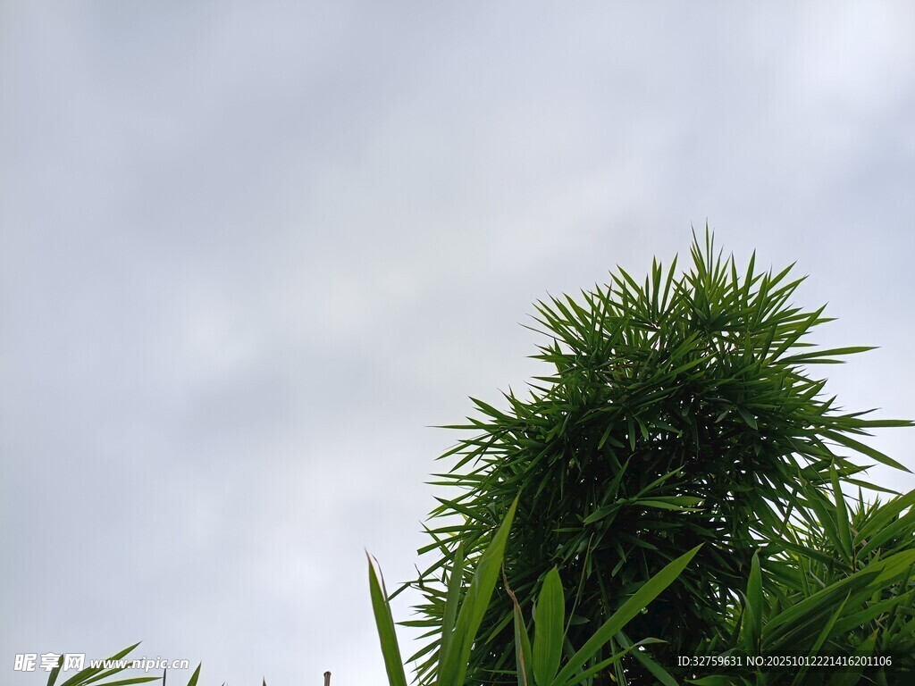 天空下的蔥郁綠植
