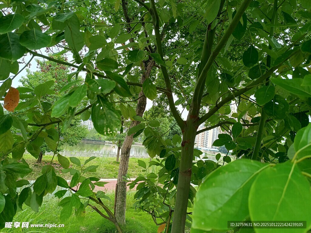 綠意盎然的樹木景觀