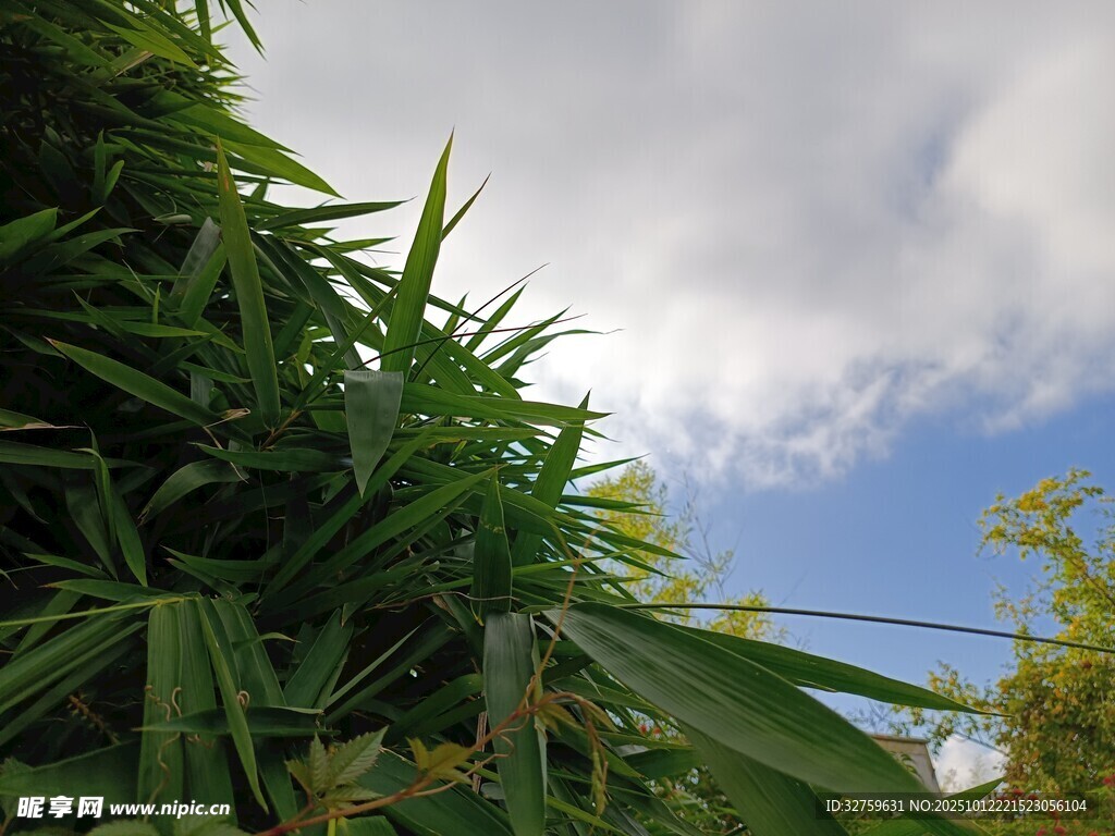 藍天綠葉間的清新景致
