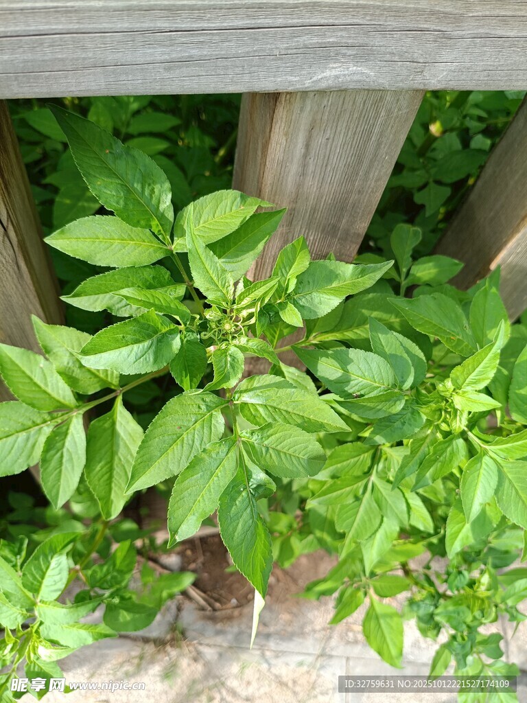 綠葉繁茂的植物生機(jī)滿滿