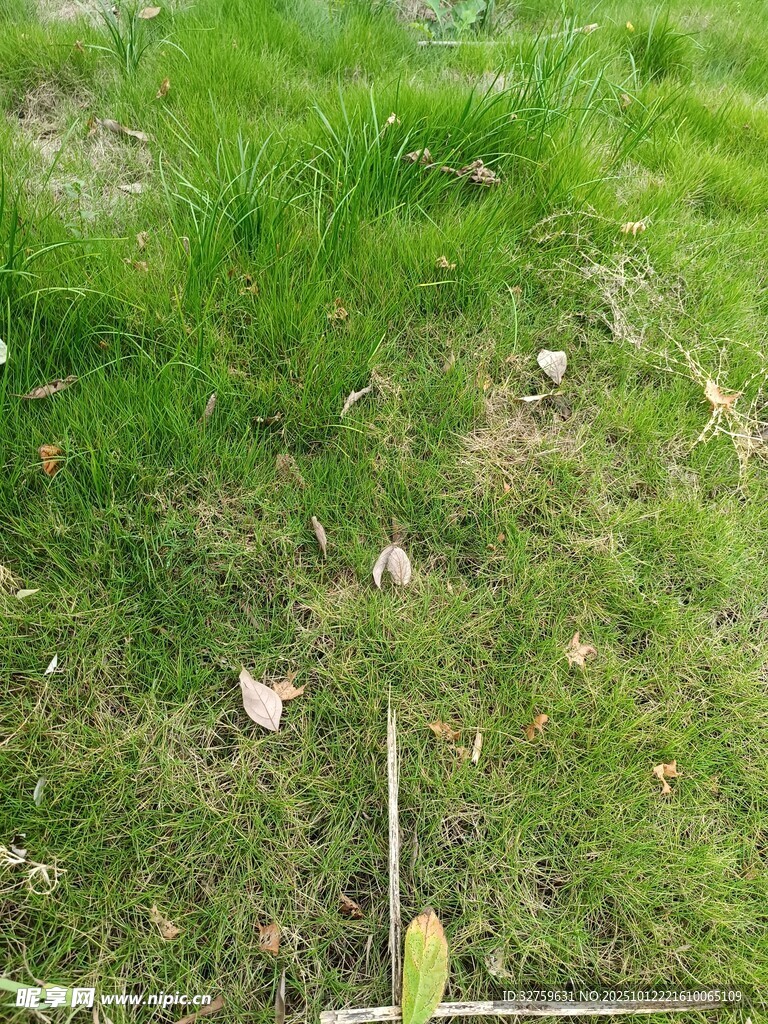 翠綠草地與散落枯葉