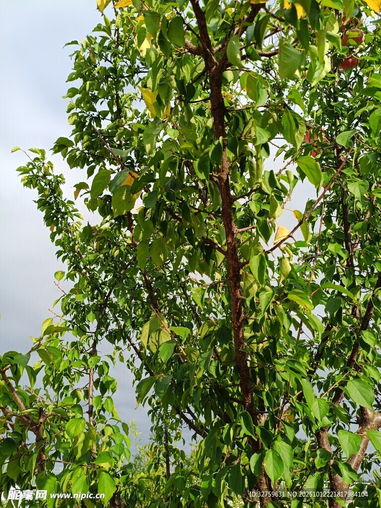綠葉繁茂的樹木