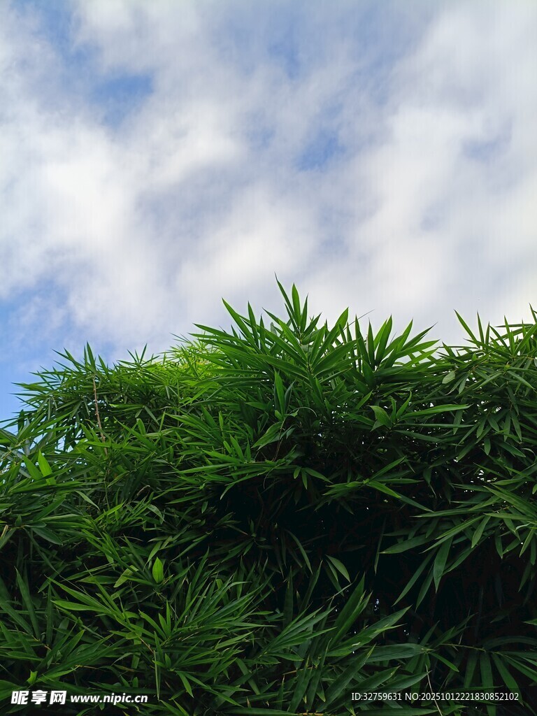 翠綠竹林與藍(lán)天白云