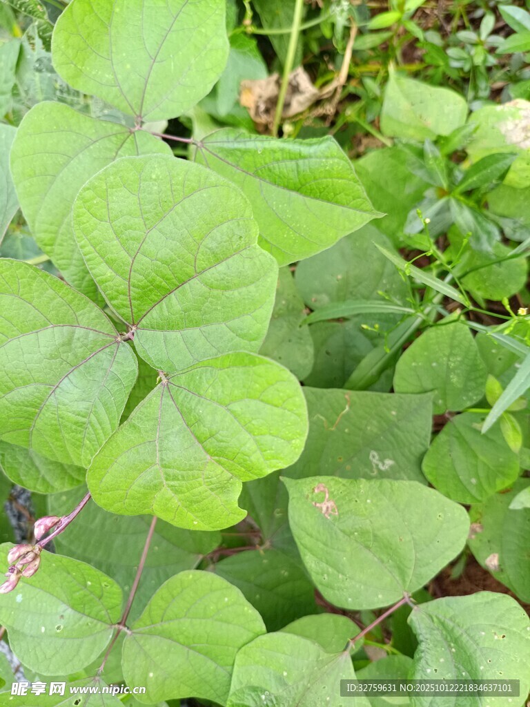 綠葉繁茂的綠色植物