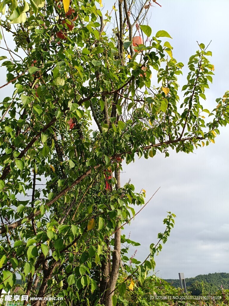 綠葉繁茂的樹木