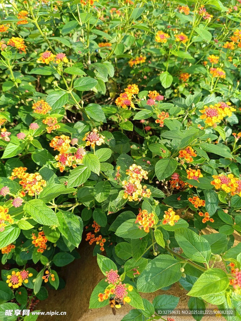 多彩花卉綠植繁茂景象