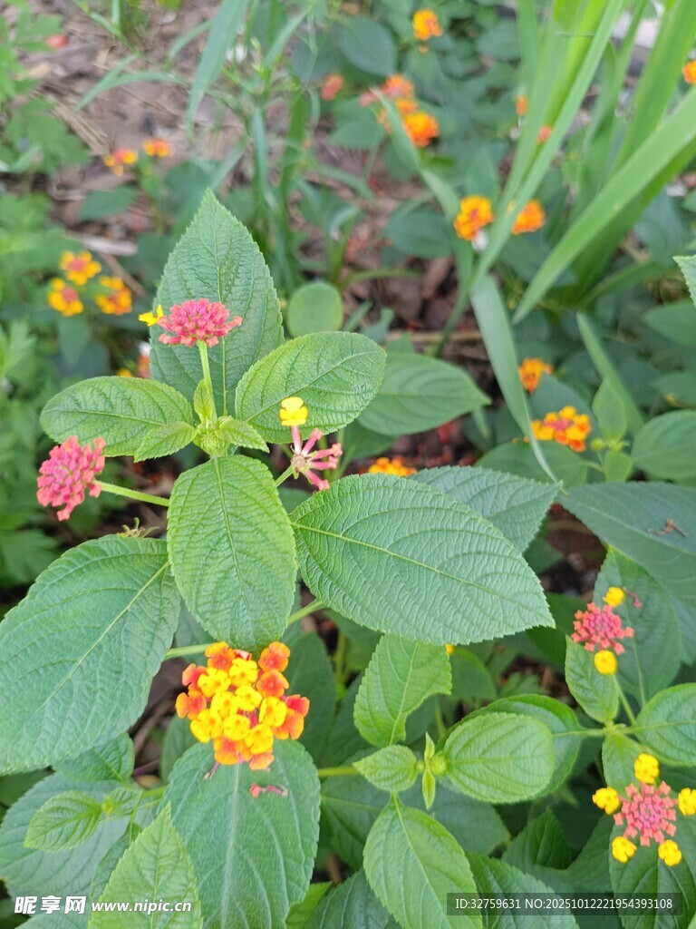 多彩小花綻放綠葉間