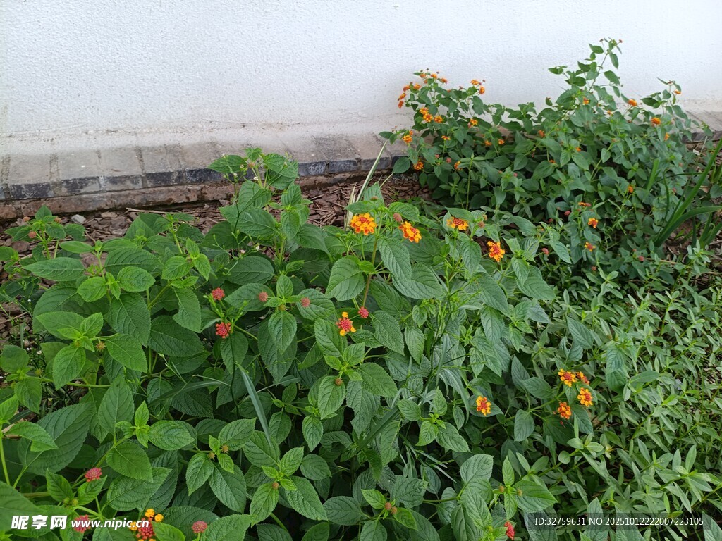 墻邊綻放的多彩小花