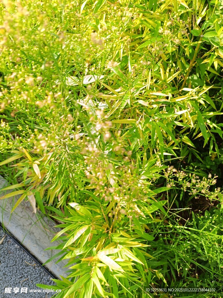 翠綠植物生機(jī)盎然