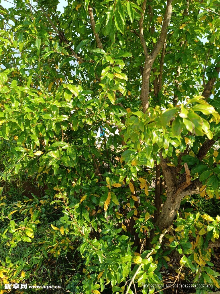 繁茂綠樹展現(xiàn)盎然生機(jī)