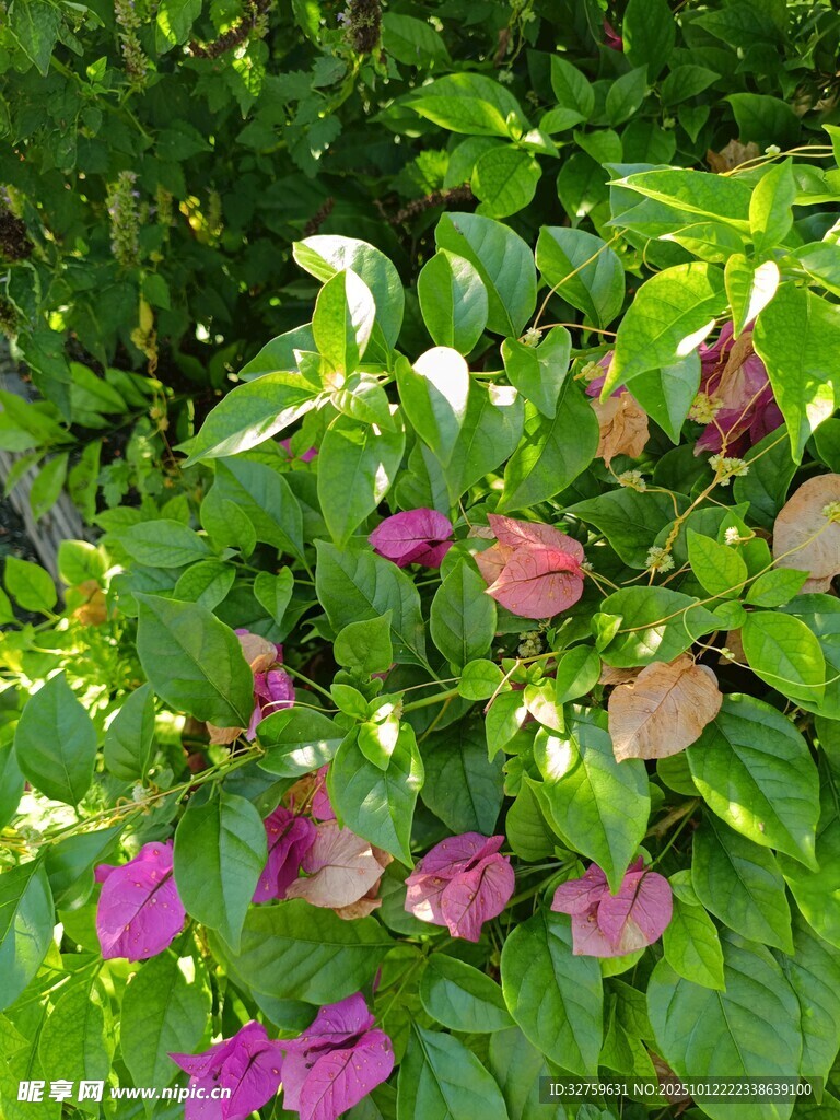 綠葉叢中的嬌艷粉色花朵