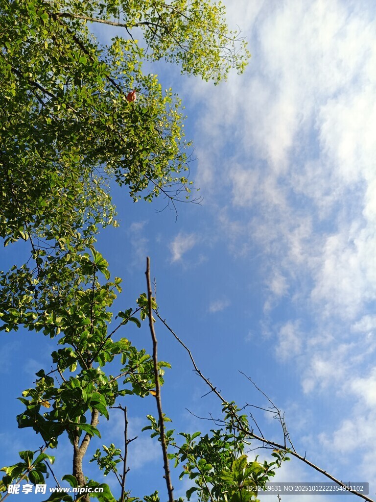 仰望藍(lán)天綠樹(shù)間的景致
