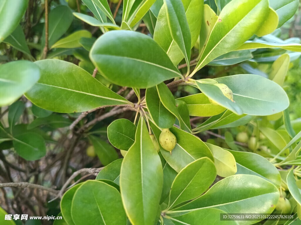 翠綠葉片與果實(shí)植物景象