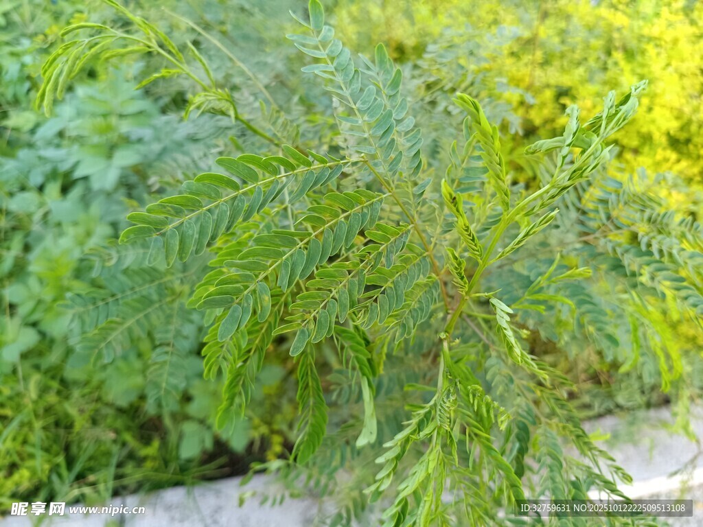 翠綠植物特寫