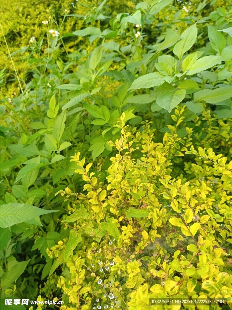 金黃小花點(diǎn)綴翠綠植物