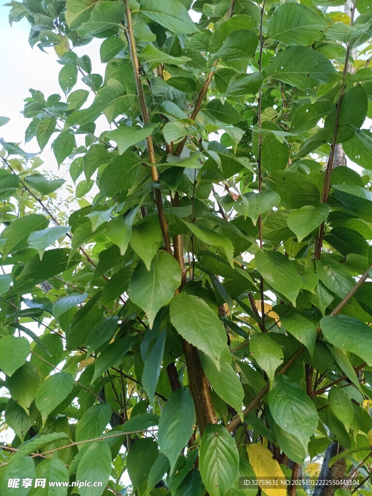 綠葉繁茂的樹枝